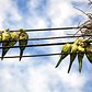 A nest of monk parrots near the home of Liz Lynch in Queens.