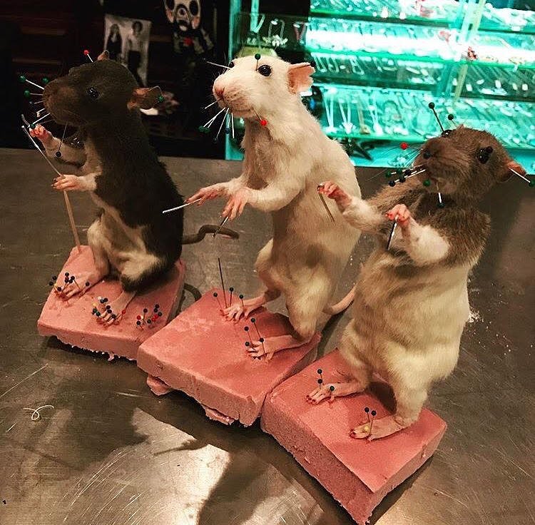 Rat Taxidermy