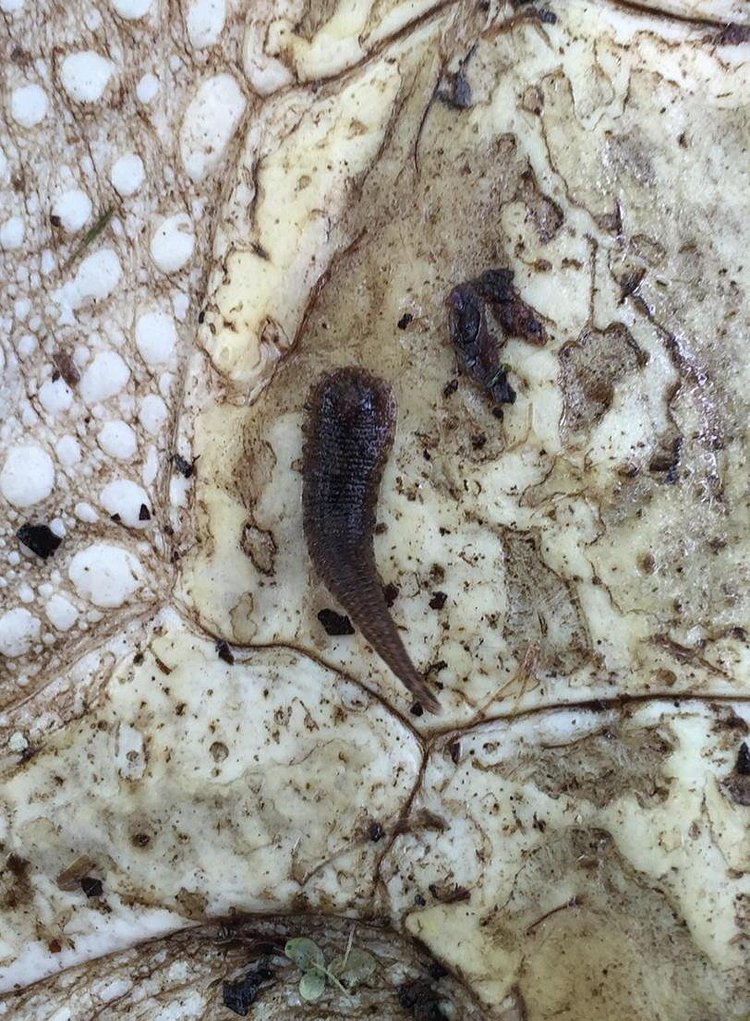 And leeches!  I love leeches!  We had some pretty big one on our 1st snapping turtle @WalkerPond http://t.co/EJkOgiayQ8