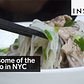 This is some of the best pho in NYC
