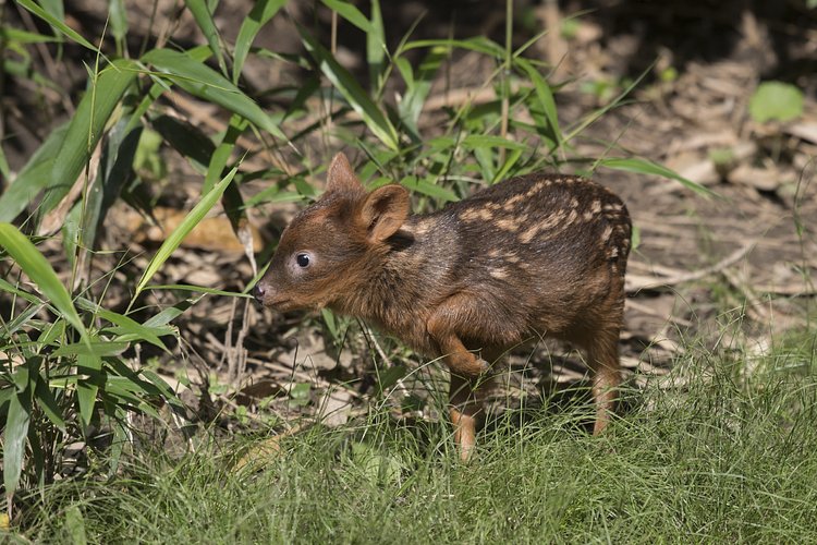 WCS’s Queens Zoo Welcomes Pudu Fawn