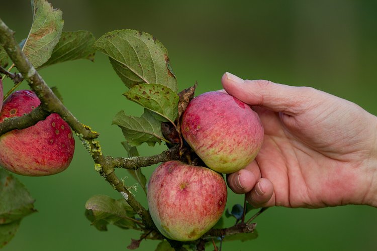 Picking Apples