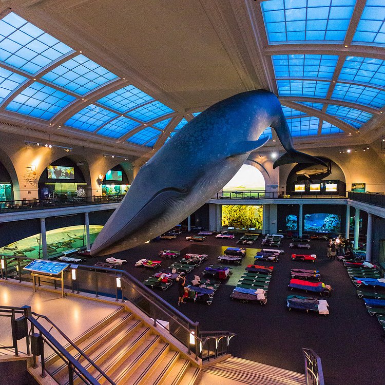 American Natural History Museum's Annual Sleepover for Adults