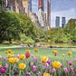 Tulips in Central Park, Manhattan