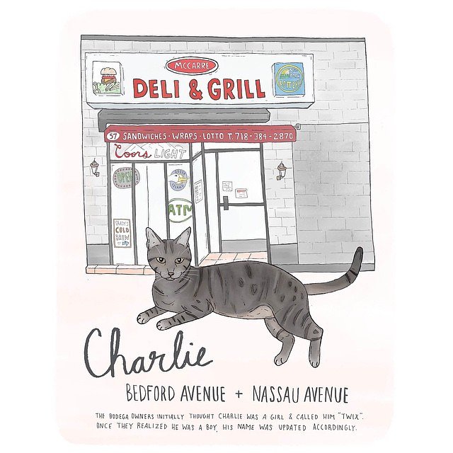 Charlie // Williamsburg 
#brooklyn #williamsburg #bodegacats #bodegacatsofinstagram #brooklynbodegacats