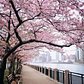 Cherry Walk, Roosevelt Island, Manhattan