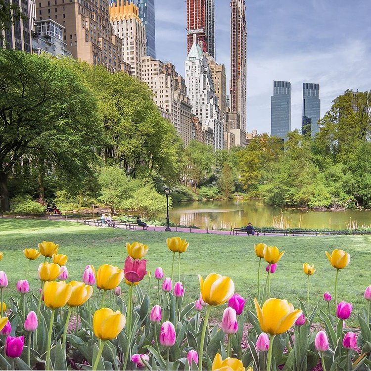 Tulips in Central Park, Manhattan