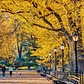 The Mall In Central Park, Manhattan