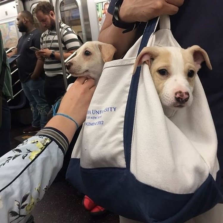 📷: @dan.shirt 
#bagdogs #bagdog #dogsinbags