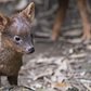 WCS’s Queens Zoo Welcomes Pudu Fawn