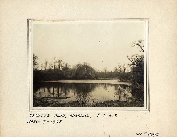 Seguines Pond in Annadale circa 1925. (From the Collection of the Staten Island Museum)