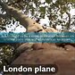 Meet NYC's Trees: London Plane