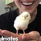Woman Falls In Love With Chicken Rescued From NYC Streets | The Dodo Soulmates