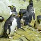 Macaroni Penguins on Exhibit | Central Park Zoo
