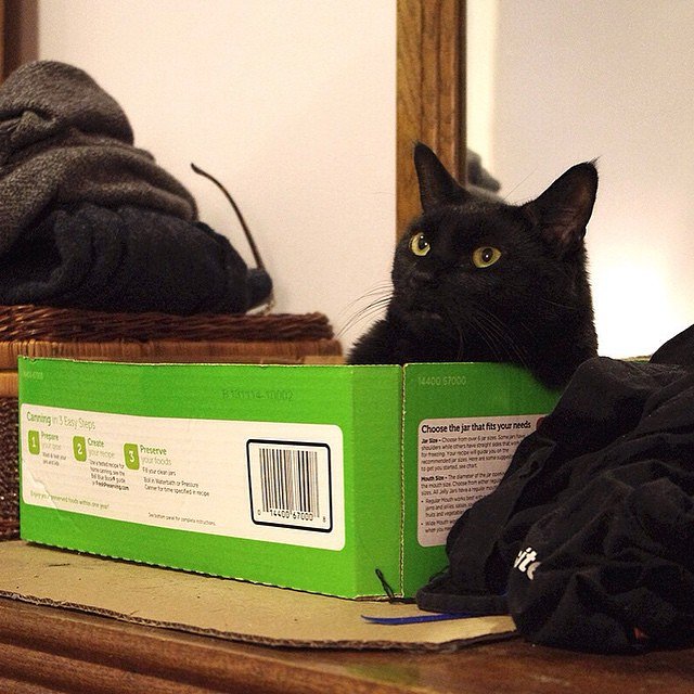 "My grandparents immigrated here from New Jersey with nothing, and now I have this box. I wish they could see me. They’d be like ‘How the fuck did you get that box? We never had a box.’ But I don’t know, the box just kind of showed up so I sat in it."
Jeddy, Bay Ridge

#felinesofnewyork #felinesofinstagram #humansofnewyork