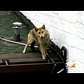 Coyote Spotted Roaming Along Roof Of Queens Bar
