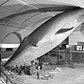 94-Foot Blue Whale Installation at the American Museum of Natural History, New York, New York, 1968