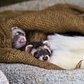 Cute sleeping ferret babies | There were young ferrets and I could take pictures of them even if they were far away, but they were cute!