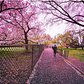 Oh @travelinglens  how I love your feed! 😍 spring is definitely here 🌸🌸🌸 #newyorkster