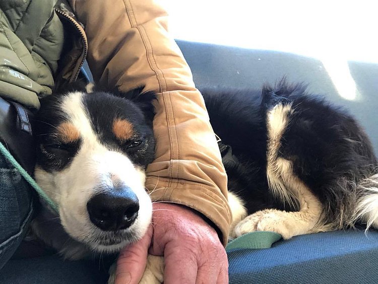 Working doggo is done for the day.