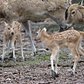 Père David's Deer Fawns | Bronx Zoo