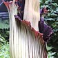 Corpse Flower