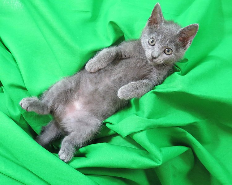 Relax (with a kitten)...