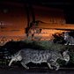 Feral kittens watch as an older cat slinks by near one of the colonies.