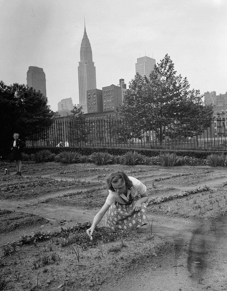 A girl tends a victory garden at a school on 1st Avenue