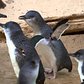 Bronx Zoo's Little Penguins
