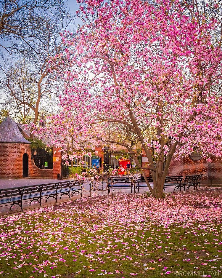 Magnolia Tree, Central Park Zoo, Manhattan