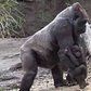 Bronx Zoo Gorilla Babies 2015