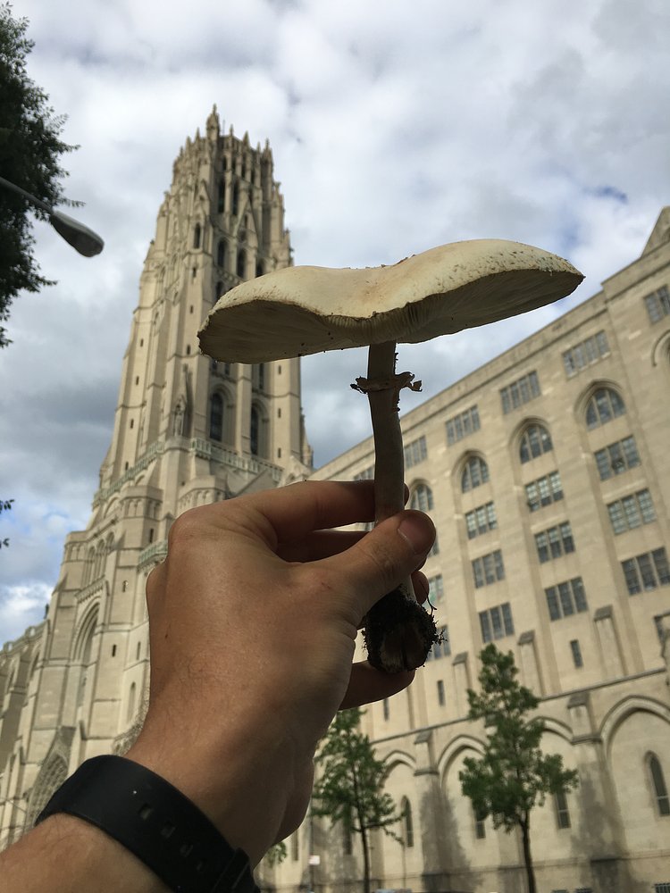 Chlorophyllum molybdites-- June 2016