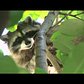 WildlifeNYC: Tips for Coexisting with Raccoons