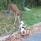 Deer and dog make a cute connection on Staten Island