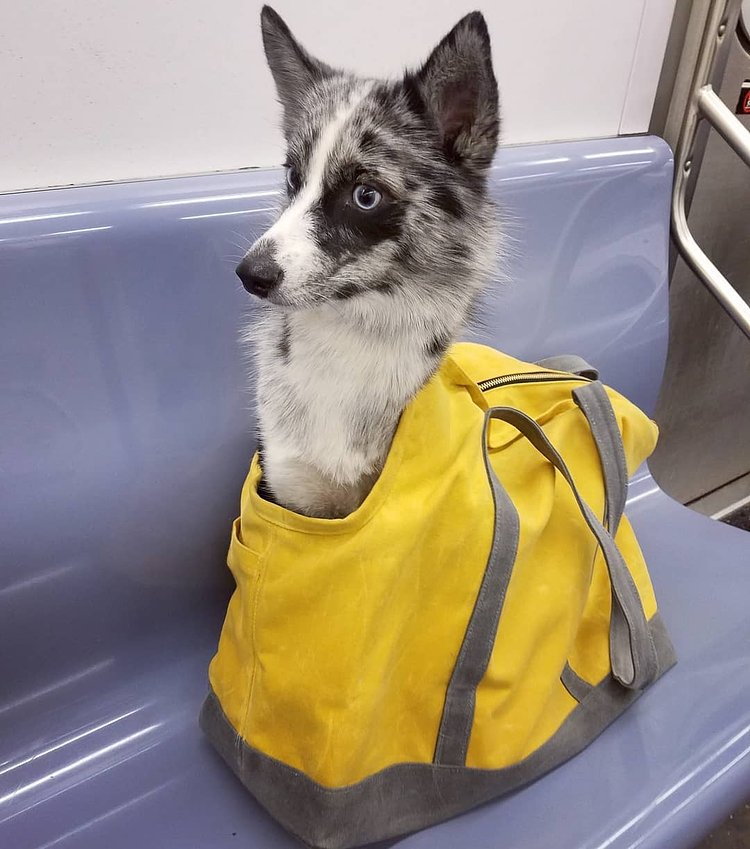 "Daddy, you missed our stop 😲! Now I'm going to be late for my pet-working event!" #workinggirl #nycsubway 🤦🚇