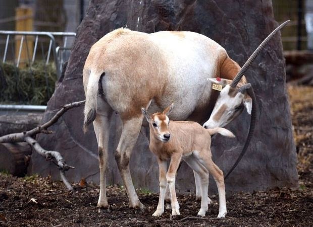 Felipe, a baby Scimitar-Horned Oryx calf born at the Staten Island Zoo. The animals have been extinct in the wild for some 30 years; they were hunted for their large horns, meat and hides. 