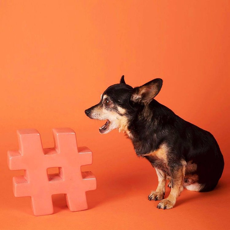 Have a four-legged BFF? Don’t forget to hashtag #humansbf for a chance to be feature on our insta story! 🐾