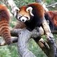 Prospect Park Zoo Red Panda Cubs | WCS