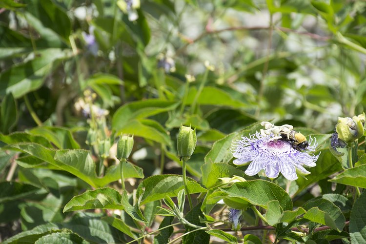 Wave Hill | Photo: Brent Terry for The Bronx Bohemian / Viewing NYC