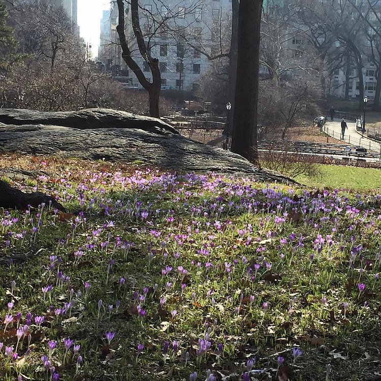 #centralparkbloomwatch2016 is going to have an awesome week! These cute crocuses were making the hearts of the posey paparazzo go pitter patter this morning. Find them just east of Balto. #centralparkmoments