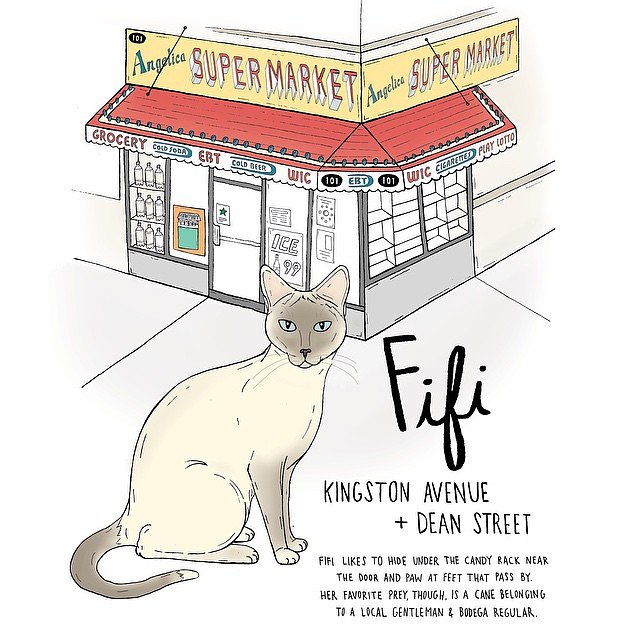 Fifi // Crown Heights
#crownheights #brooklyn #brooklynbodegacats #bodegacatsofinstagram #catsofinstagram  #bodegacats