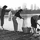 Dry Day, on which New Yorkers were supposed to go shaveless, bathless and laundryless, will probably go down in history as 'Dirty Day' -- but not for these three cuties, Copacabana gals, who observed the water-saving ukase and at the same time stayed next to godliness. They are shown rub-a-dub-dubbing their undies, using the Central Park lake for a washtub, with soap and elbow grease combining with the ancient washboard to complete the job.