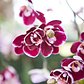 Orchids are found all over the world and in all different cultures, from Japanese to Chinese to Greek.