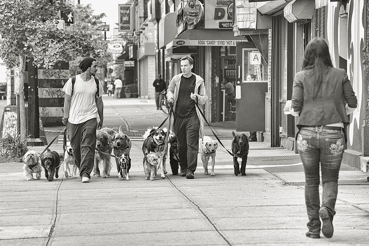 Dog Walkers, NYC