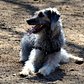 NYC Canine Encounters | Scottish Deerhound Mix: Theodore Roosevelt Dog Park