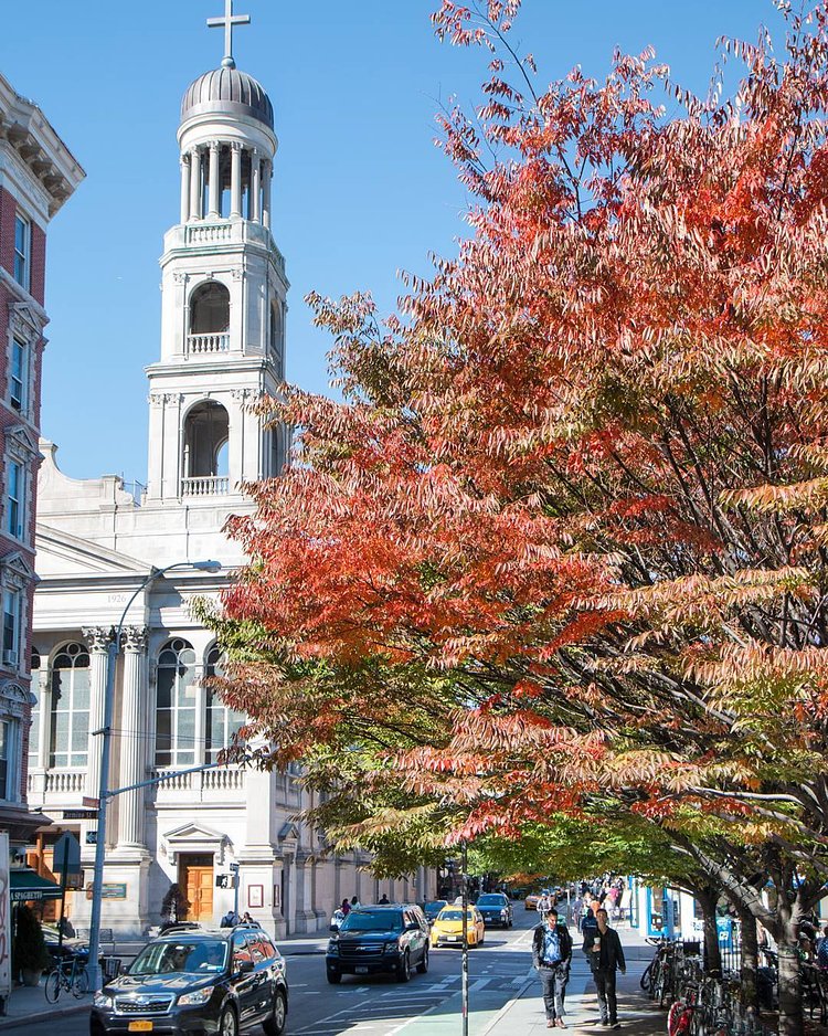The Zelkova trees are always the first to shift in color #WestVillage