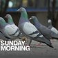 The secret life of pigeons