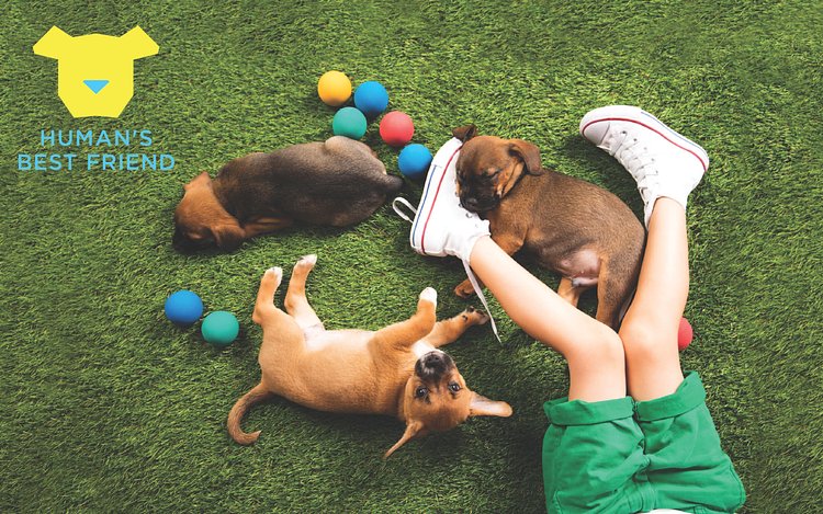 Human's Best Friend - An Immersive Pop-Up for Dogs and Dog Lovers