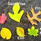 Fall Leaf ID